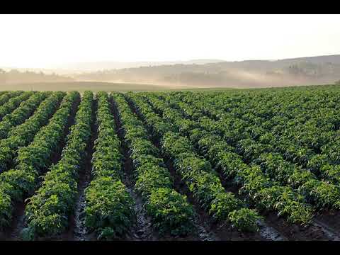 Dynamická rovnováha: Jak rostliny kontrolují mutace, aby přežily