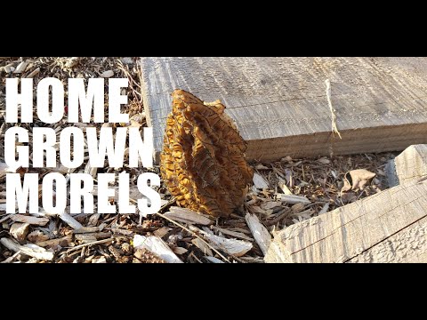 Vídeo: Onde posso encontrar cogumelos morel perto de mim?