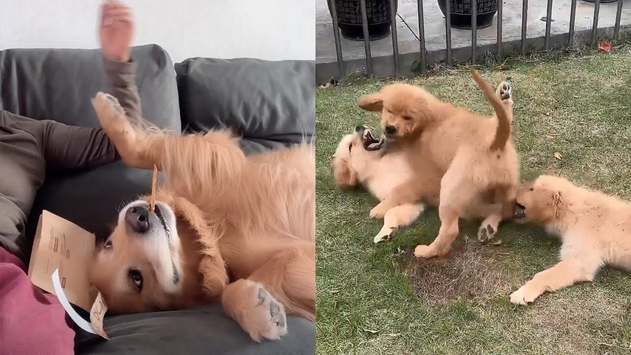 Собаки так весело проводят день ❤️ #聪明旺豆豆