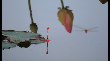 Điểm câu cá lóc Sài Gòn ✅