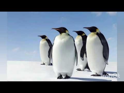 Бейне: Неліктен пингвиндер аяғы суымайды