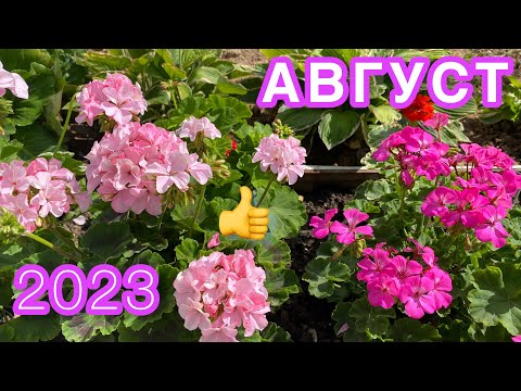 ОБЗОР МОИХ ЦВЕТОВ ВО ДВОРЕ || АВГУСТ 2023