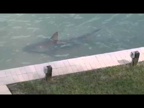 Backyard shark