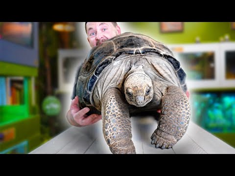 Video: Le tartarughe spronate africane sono in pericolo?