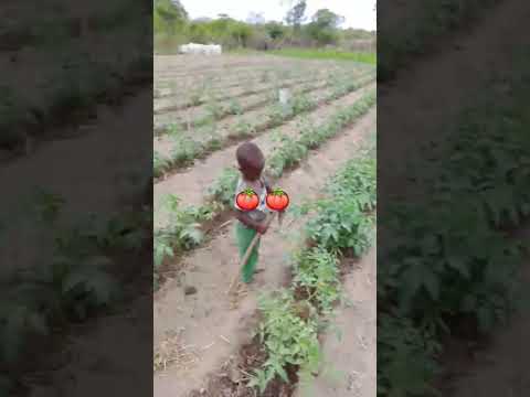 The Woman Who Taught Me That Greatness Starts In The Soil Proud Of The Hands That Raised Me N Fed Us