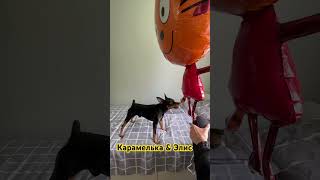Шарик Карамелька &amp; Эвис Пинчер #собакадругчеловека #играетсобака #игры #собака #цвергпинчер