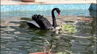 The mother swan lowered the chicks into the pool.. Brief information about swan breeding…