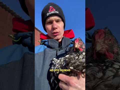 Довёл курицу до стресса 🐓