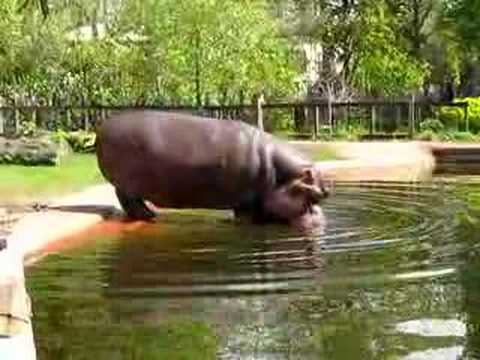 Hippo at the Antwerp Zoo