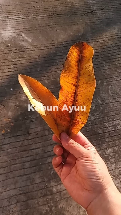 WOW,daun kering penyeimbang sampah basah  #shorts #trending #viralvideo #fyp