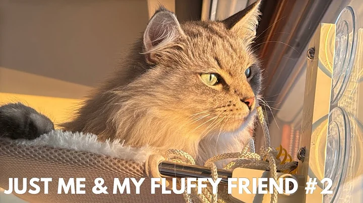 Watch the video about Playing with my cute cat - Part 2