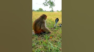 monkey & king cobra 🙊🐍#shorts#youtubeshorts#shortsvideo#videovrial#😜