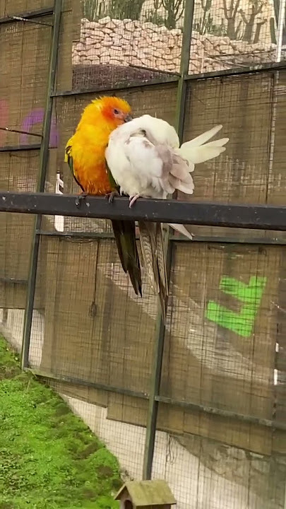 Download lagu dua sejoli🥰🥰