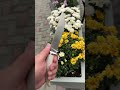 Разделочный нож 🔪 Сталь 95х18Рукоять рог лосья Гарды мельхиор Ножны кожа Цена: 6.500₽.