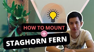 How to mount a staghorn Fern | First time mounting and speaking English.