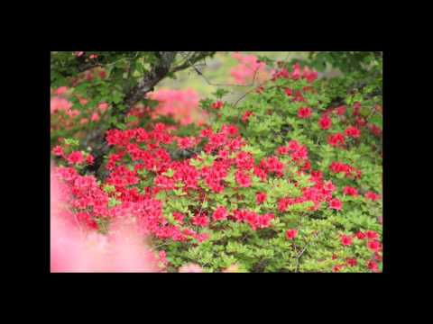 室根山つつじ祭りプラス.mpg