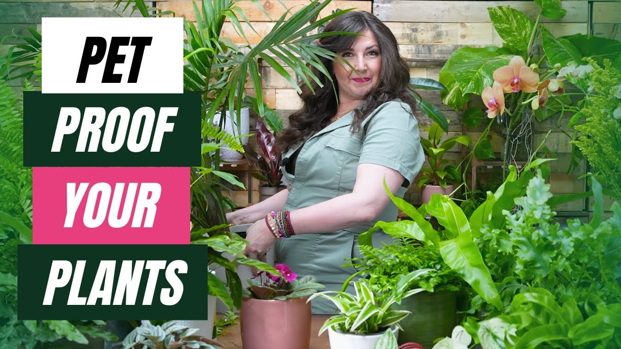 How to Pet Proof Your Plants // PetFriendly Houseplants for
