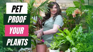 How to Pet Proof Your Plants // Pet-Friendly Houseplants for Cats & Dogs Is Your Plant Pet Safe Or Is It Toxic A Plant Lovers Guide