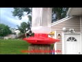 Hummingbird Up-Close