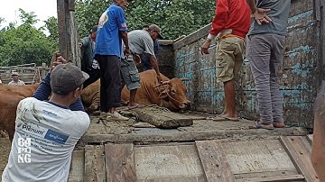 hampir rugi!!! || Geger geden Pasar sapi ambulu