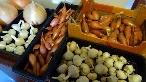 Allotment Diary : How I store Onions, Garlic & Shallots for longer - DayDayNews