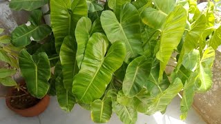 Philodendron Marx Burl plant (REHMAT FLOWERS)