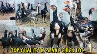 Pure Peruvedai Top Quality Seval Chick Sales - 16 chicks ,7 colours - Heavy size Chicks #tamilanfarm
