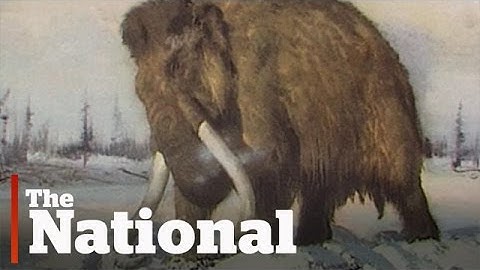 Woolly mammoth cloning 1 step closer thanks to genome research