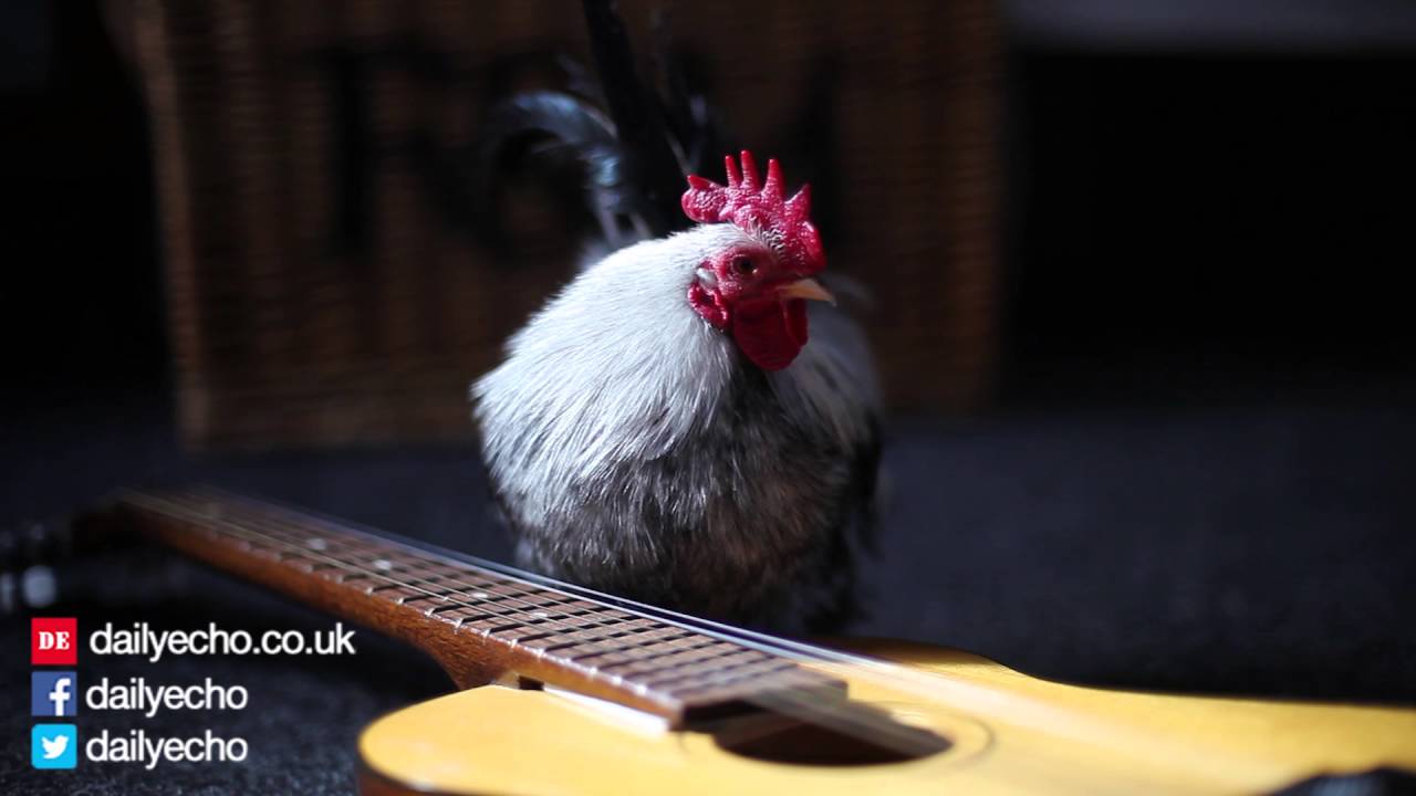 Chicken playing guitar YouTube