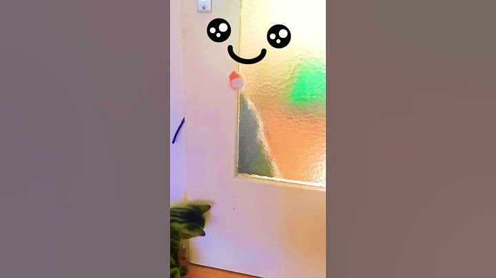 Video 1624101: british shorthair bengal, meet british shorthair, britishshorthair cat, playing britishshorthair, cats play fighting, cat playing toys