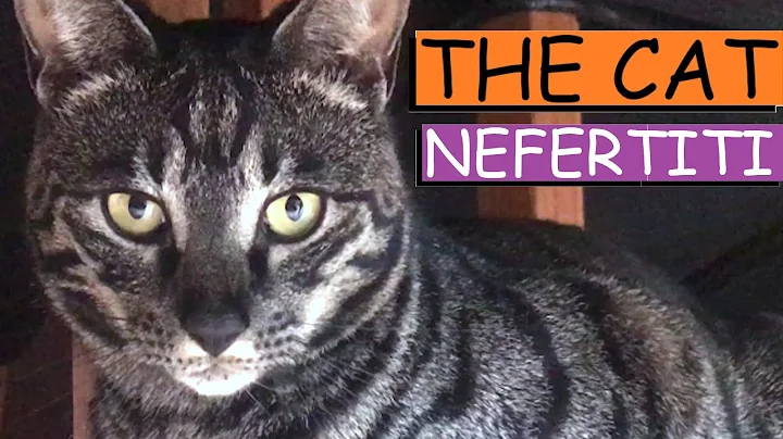Watch the video about Introducing The Cat Nefertiti