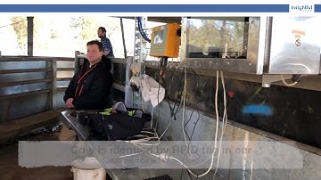 Livestock Weighing Automation