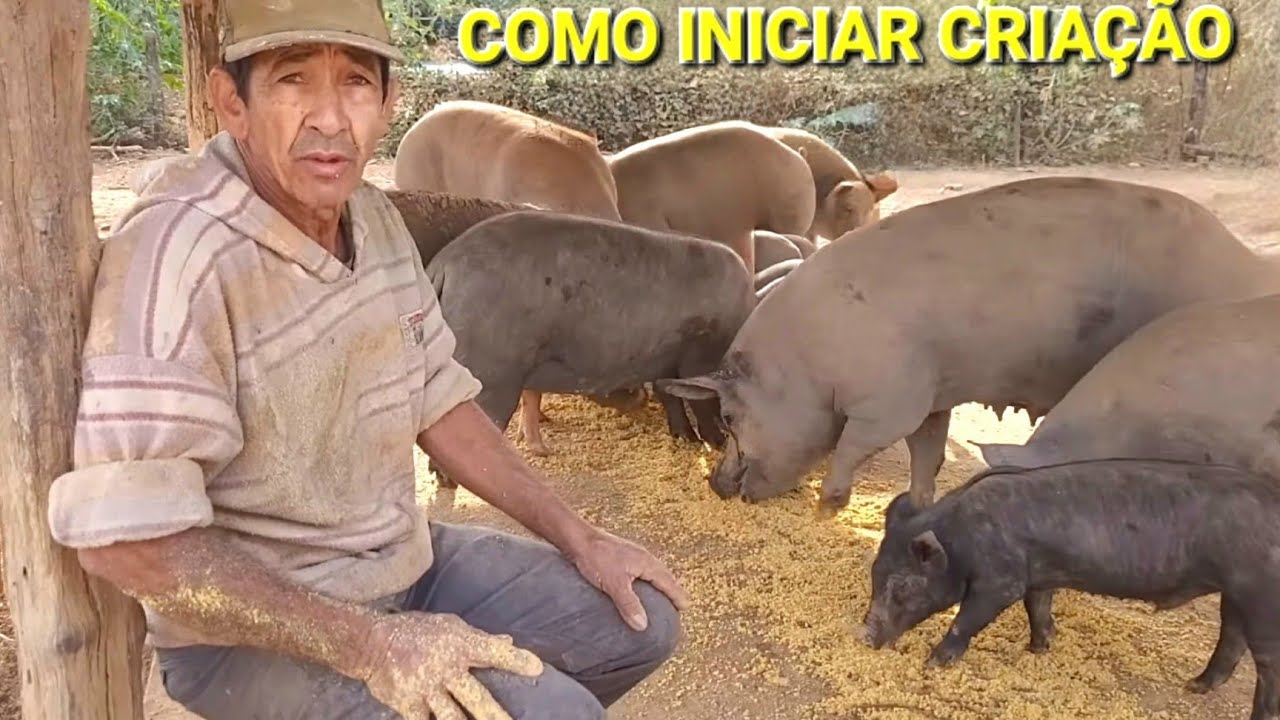 ENSINANDO COMEÇAR UMA CRIAÇÃO DE PORCO CAIPIRA, CRIADOR DE PORCO