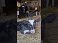 Корова родила теленка (бычка )Аль-хамду ли-Ллях