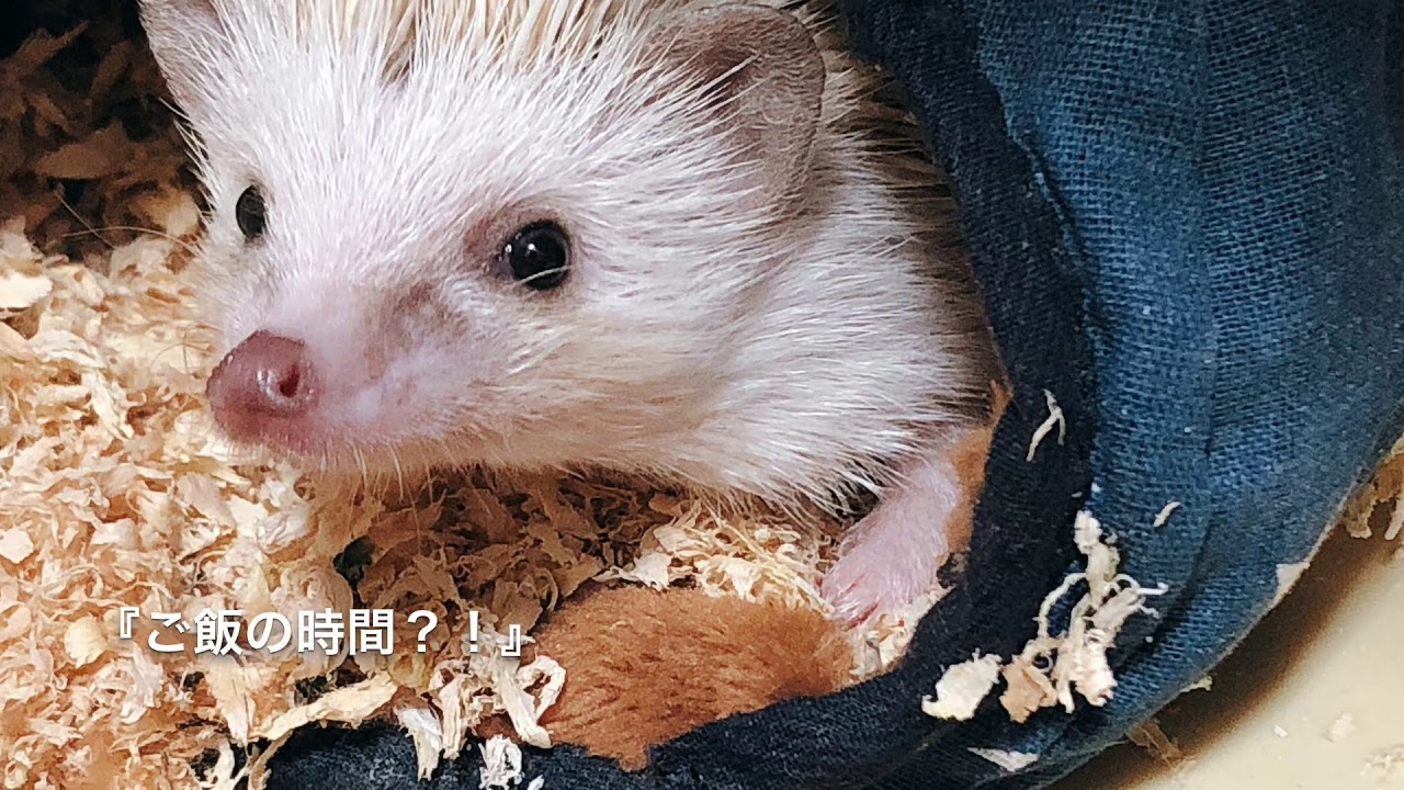 ハリネズミ写真集vol 2 ぽんちゃん Hedgehog 可愛い瞬間 Youtube