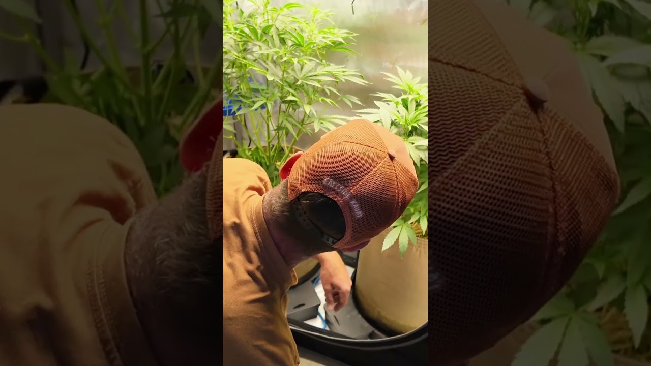 Autoflower Defoliation Tips