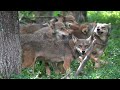Rare Red Wolves Feeling Frisky And Feisty Rare Red Wolves Feeling Frisky And Feisty