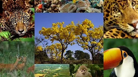 O que é biodiversidade em Geografia?