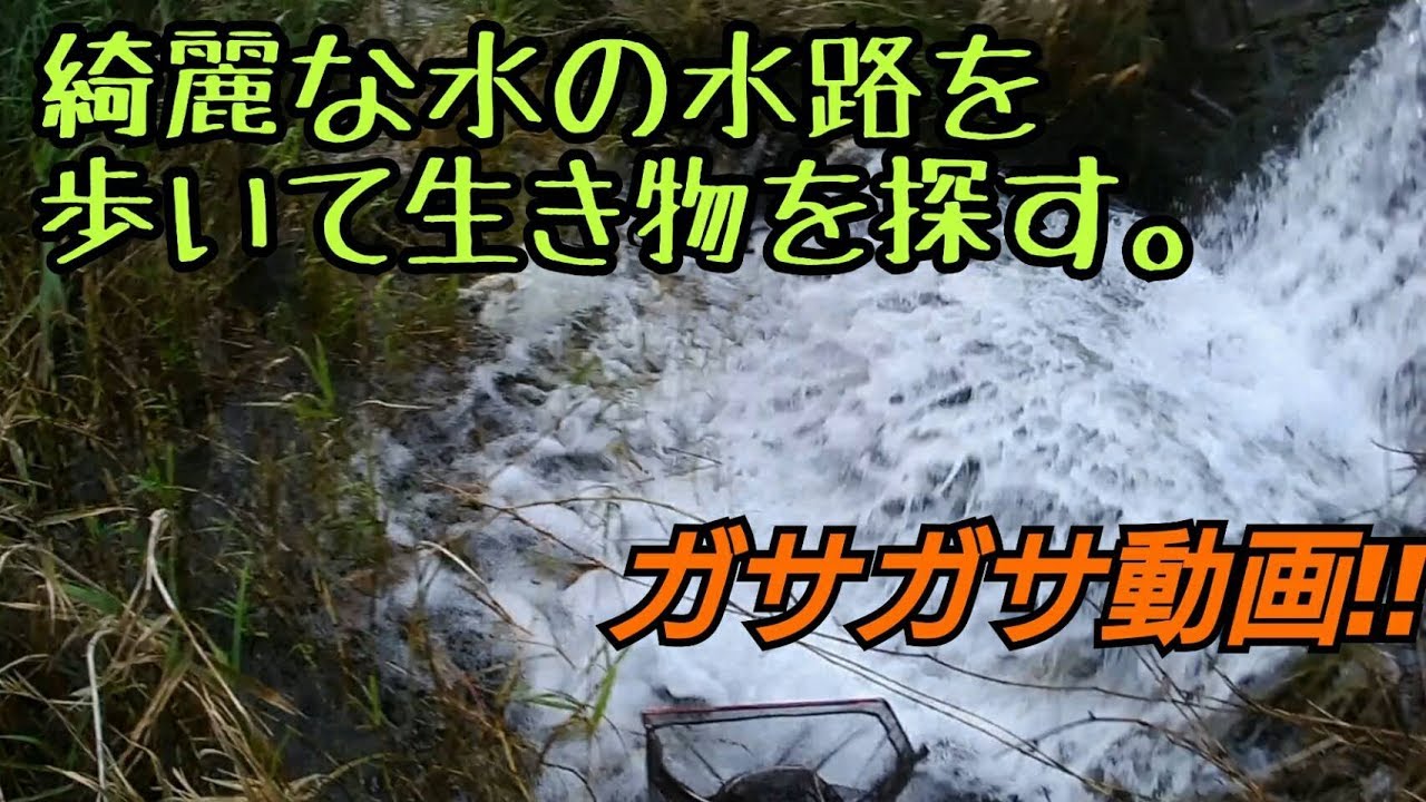 暇人専用 水の綺麗な水路で生き物を探す40分 Youtube 暇人専用 水の綺麗な水路で生き物を探す40分 Youtube