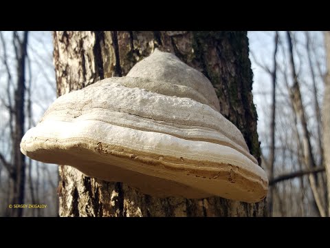 Трутовик настоящий Fomes fomentarius Приготовление настойки и порошка для лечебных целей