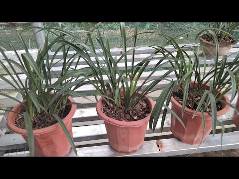 Video Lan rừng | Địa lan Mặc Thu, Tiểu Kiều truyền thống, tứ... - youtube