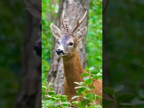 A male roe deer calling | Sound Effects