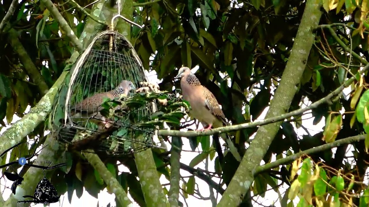 Bẫy Chim Cu Gáy Mồi Cây / Sư Tử Hạ Bổi Kim Còi