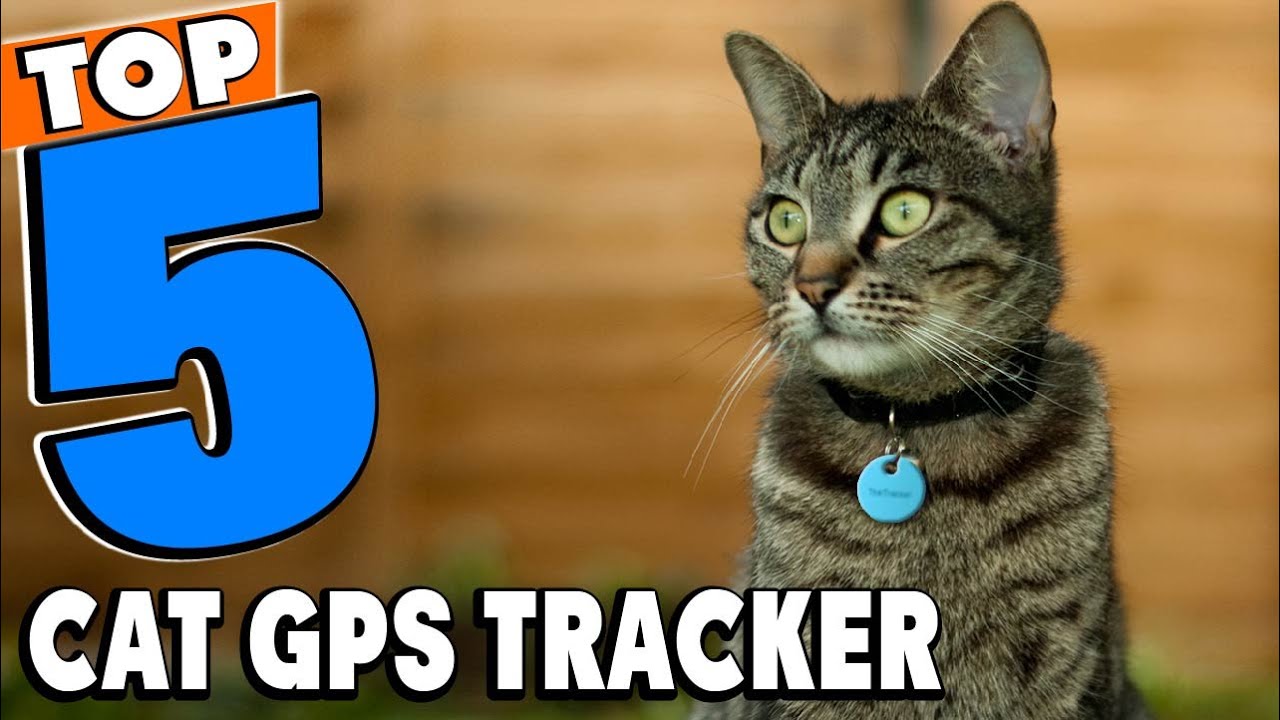 Antagelse Slumkvarter Udsæt Top 5 Best Cat GPS Tracker Review In 2023 - YouTube