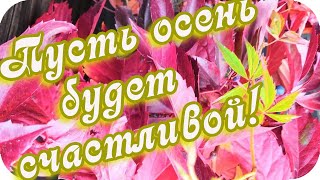 Доброго Дня Желаю! 🌸Пусть Осень Будет Счастливой! 🌸Красивая Музыкальная Открытка🌸