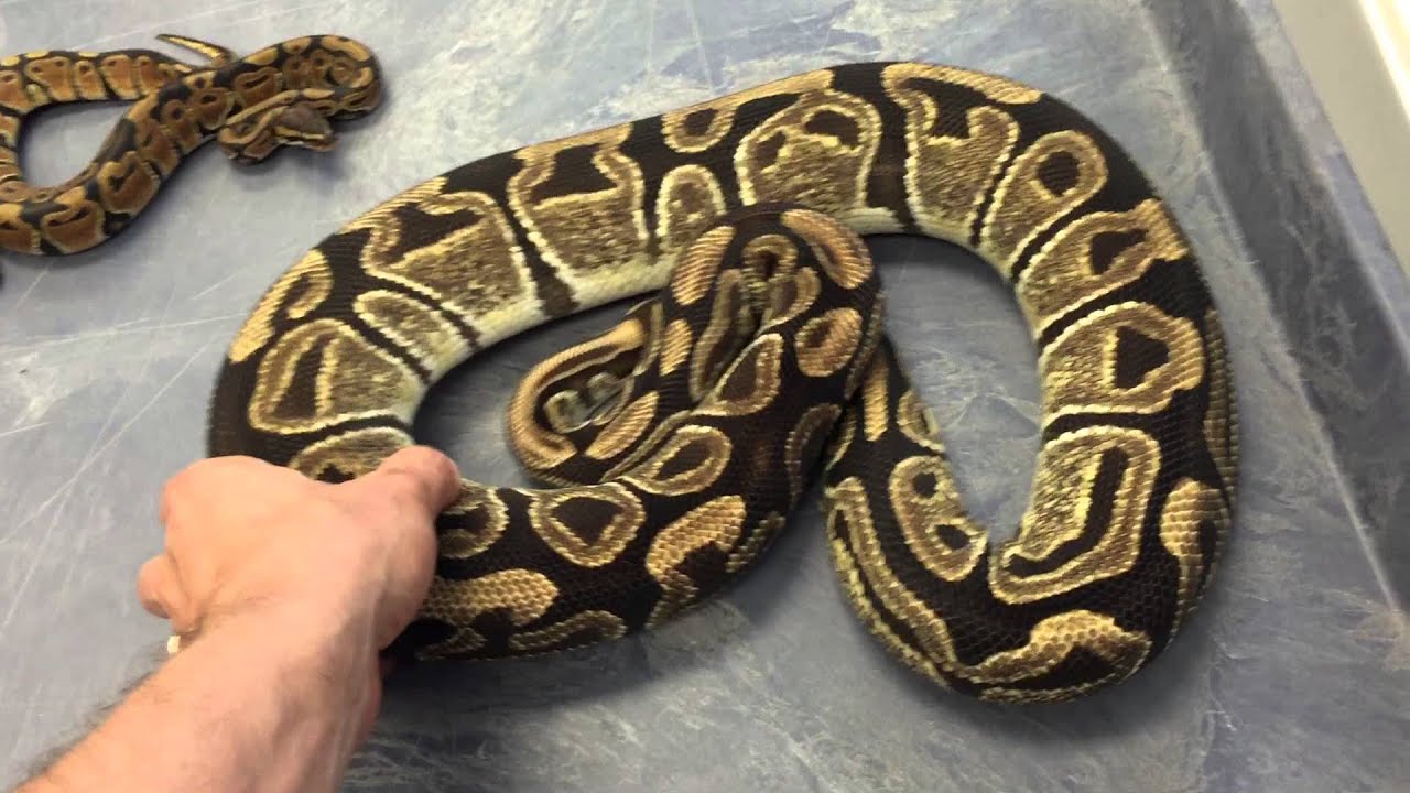 snake oil The Florida Reptile Ranch- Shadow x Jungle