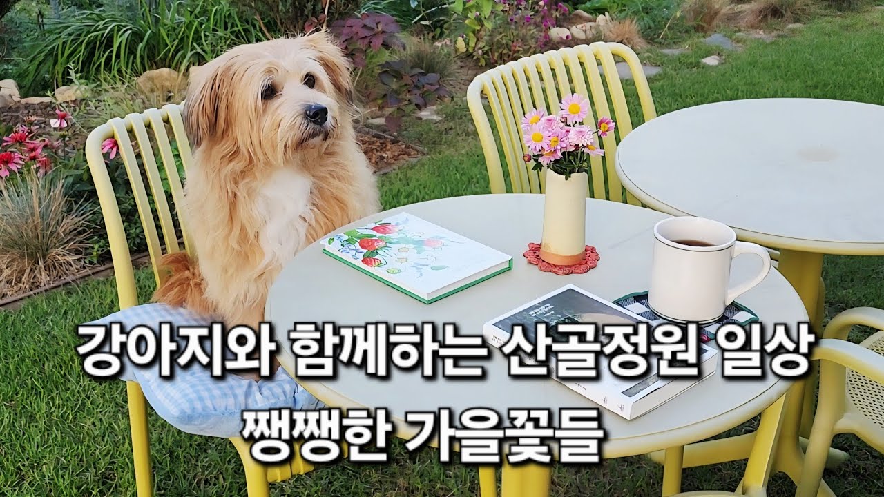 가을정원 | 가을꽃 | 정원꾸미기 | 장미정원 | 가을국화 | 1인가구 | 가정용 파쇄기 추천 |