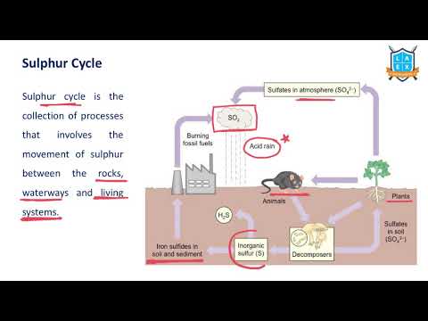 What is Sulphur Cycle ? || Sulphur Cycle అంటే ఏమిటి? || La Excellence