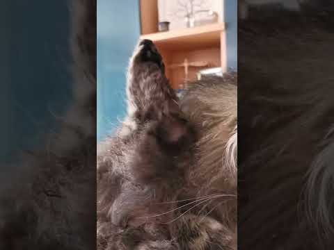 Videó: Norvég erdei macska