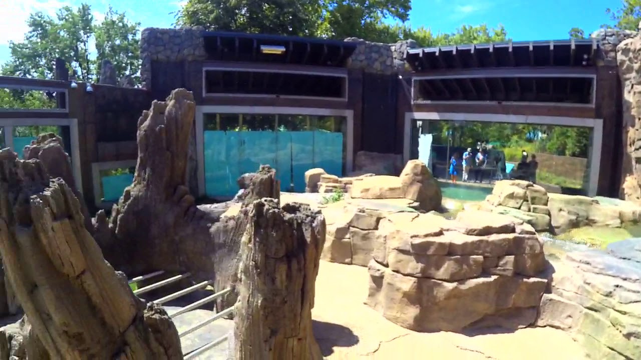 Inside the newly completed Grizzly Ridge at the St. Louis Zoo - YouTube